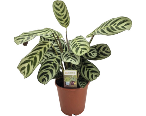 Kamm-Marante FloraSelf Ctenanthe burle-marxii Ø 14 cm Topf Ctenanthe Pflanze im Topf