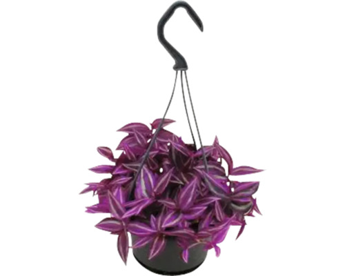 Hängepflanze mit lila Blättern in einem Topf mit Aufhängevorrichtung