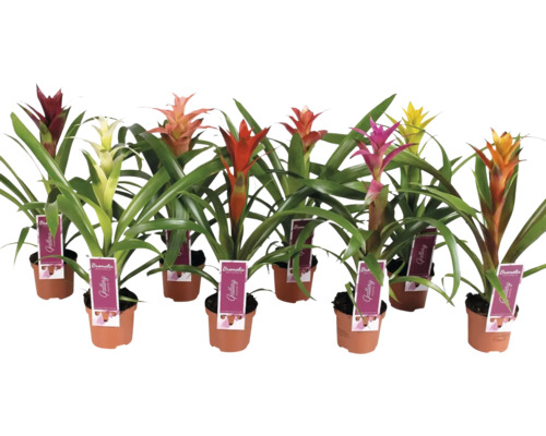 Guzmania Mix FloraSelf Ø 9 cm Topf, versch. Farben Mehrere Bromelien in Töpfen mit verschiedenfarbigen Blütenständen