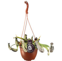Hängende Kannenpflanze in einem Topf mit Aufhängevorrichtung