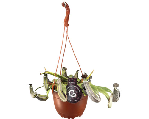 Hängende Kannenpflanze in einem Topf mit Aufhängevorrichtung