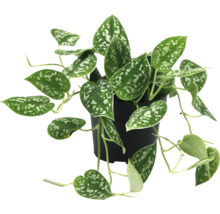 Silberrebe in einem Topf