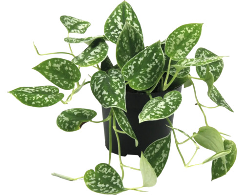 Silberrebe in einem Topf