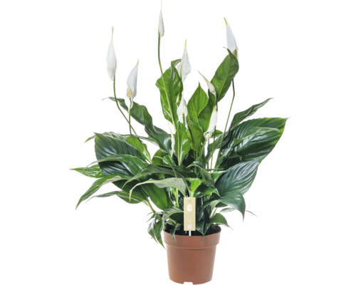 Einblatt FloraSelf Spathiphyllum 'Sweet Curiosa' Ø 13 cm Topf Einblatt Pflanze im Topf