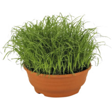 Gras im Pflanztopf