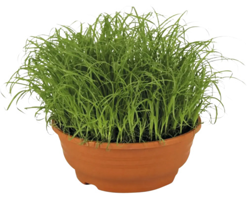 Gras im Pflanztopf
