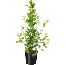 Glückskastanie im Topf