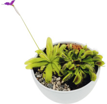 Fleischfressende Pflanzen in einem Topf