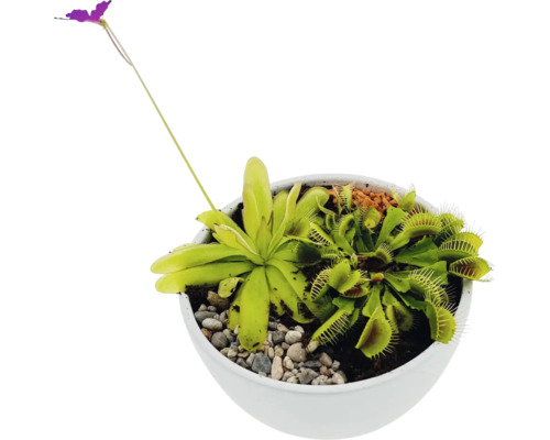 Fleischfressende Pflanzen in Schale Terra Ø 20 cm FloraSelf 3 Pflanzen Fleischfressende Pflanzen in einem Topf