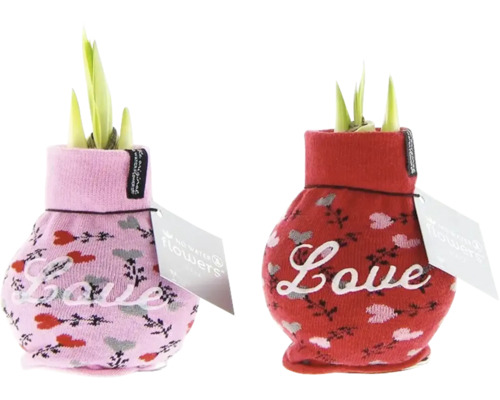 Zwei Pflanzen in Socken mit dem Schriftzug Liebe.