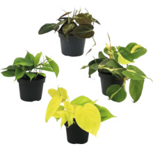 Vier Zimmerpflanzen der Gattung Baumfreund in Töpfen