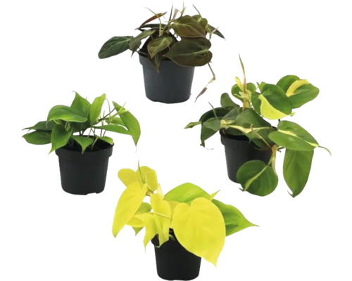 Baumfreund Mix FloraSelf Philodendron Mix Ø 12 cm Topf Vier Zimmerpflanzen der Gattung Baumfreund in Töpfen
