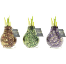 Drei beschichtete Blumenzwiebeln ohne Wasser im Topf