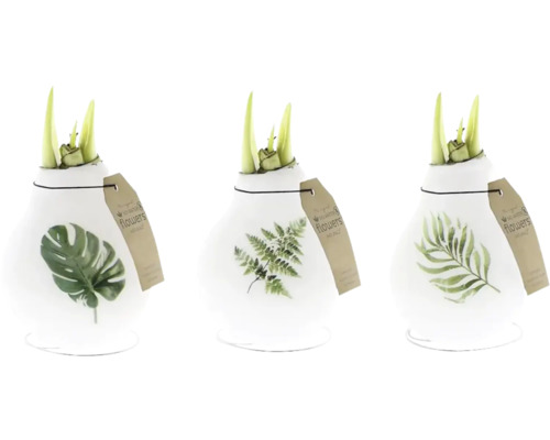 Amaryllis, Ritterstern Natural in Wachs FloraSelf Hippeastrum Drei Blumenzwiebeln in Glasvasen mit Pflanzenmotiven und Etiketten