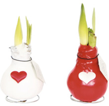 Zwei gewachste Amaryllis-Zwiebeln mit Herz-Dekor und Trieben auf Metallständern