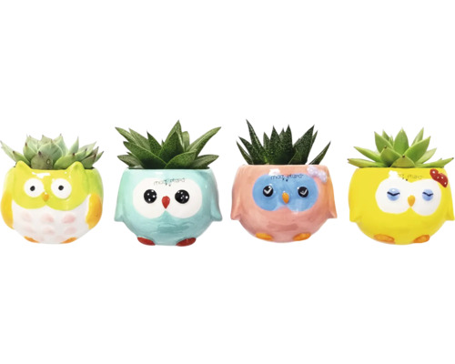 Sukkulente im magnetischen keramiktopf lustige Eulen Ø 6 cm Vier Sukkulenten in Töpfen mit Eulendesign