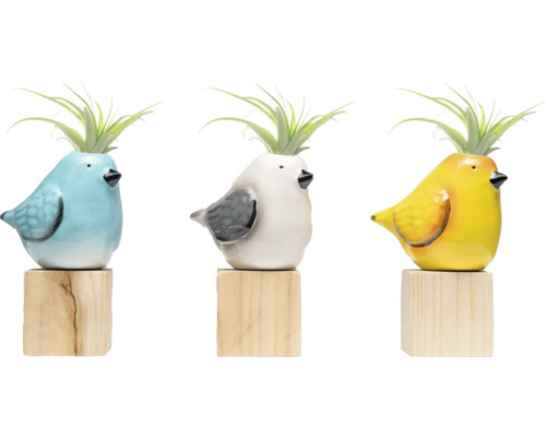 Tillandsie im Keramik Topf 'Tweet Tweet' Ø ca. 6 cm, sortiert Drei bunte Vogel-Übertöpfe mit Luftpflanzen auf Holzsockeln