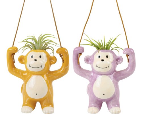 Tillandsia im Keramik Topf 'Hanging Monkey' Ø ca. 6 cm, sortiert Zwei hängende Affen Pflanzgefäße mit Pflanzen