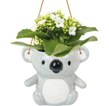 Hängepflanze mit weißen Blüten in Koala-Übertopf