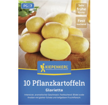 Kiepenkerl Saatgutpackung mit 10 Pflanzkartoffeln, Sorte Glorietta