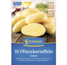 Kiepenkerl Logo, 10 Saatkartoffeln Cilena, frühe Ernte, festkochend