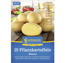 Belana Pflanzkartoffeln, 10 Stück, frühe Ernte, festkochend und resistente Sorte