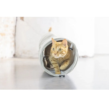 Eine Katze geht durch einen Katzentunnel.
