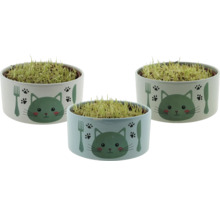Drei Schalen mit Katzengras und Katzenmotiv