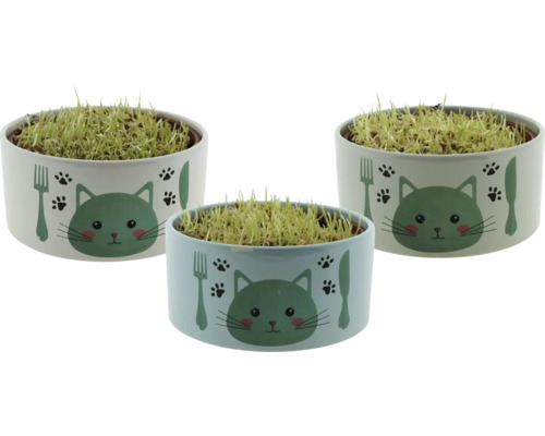 Drei Schalen mit Katzengras und Katzenmotiv