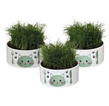 Drei Töpfe mit Katzengras in Töpfen mit Katzenmotiv