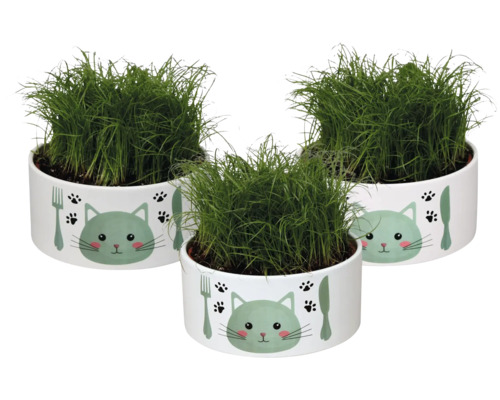 Drei Töpfe mit Katzengras in Töpfen mit Katzenmotiv