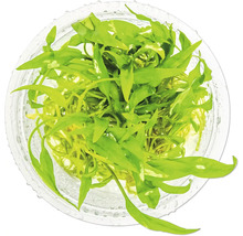 Aquarienpflanze im Topf