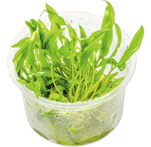 Aquarium Pflanze im Topf