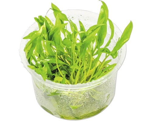 Aquarium Pflanze im Topf