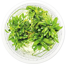 Aquarienpflanze im Behälter von oben