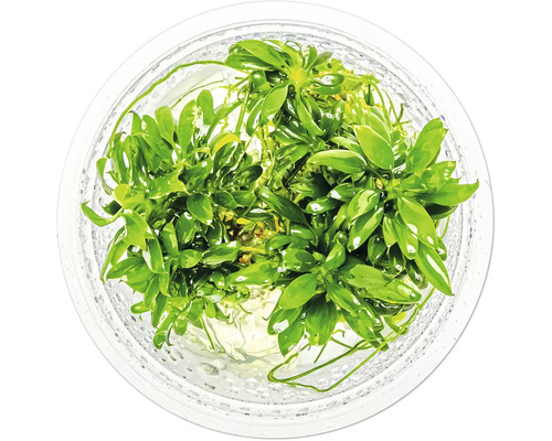 Aquarienpflanze im Behälter von oben