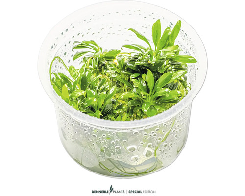 Zwergpeerblatt Anubias barteri var. ‘Nana Pangolino’ In-Vitro Aquariumpflanze im durchsichtigen Behälter