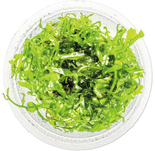 Aquarienpflanze im Topf