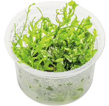 Aquarium Pflanze im Topf