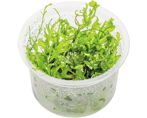 Aquarium Pflanze im Topf