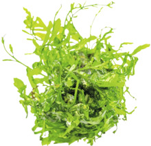 Aquarienpflanze mit grünen Blättern