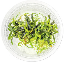 Aquarienpflanze im Behälter