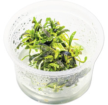 Aquarienpflanze im transparenten Behälter