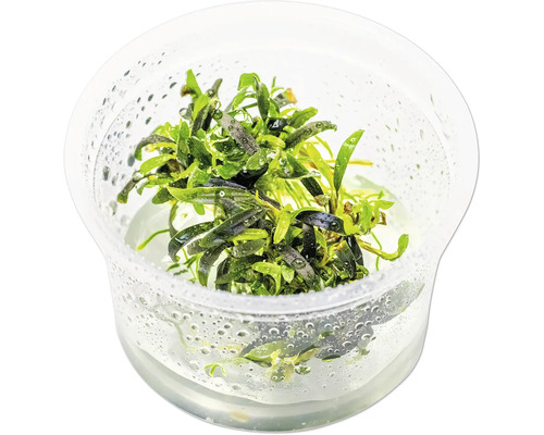 Aquarienpflanze im transparenten Behälter