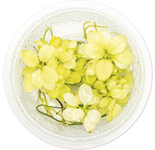 Gelbe Schwimmblattpflanze im Glasgefäß für Aquarien