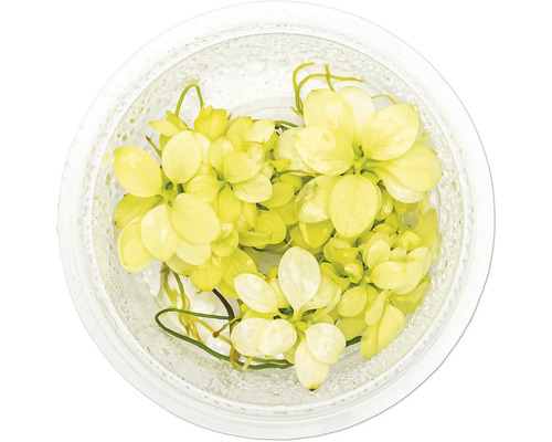 Gelbe Schwimmblattpflanze im Glasgefäß für Aquarien