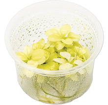 Aquarienpflanze in einem transparenten Behälter