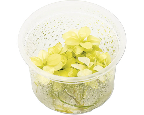 Zwergpeerblatt Anubias barteri var. ‘Nana White’ In-Vitro Aquarienpflanze in einem transparenten Behälter