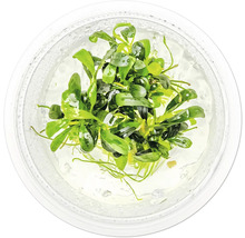 Aquarienpflanze in einem transparenten Behälter