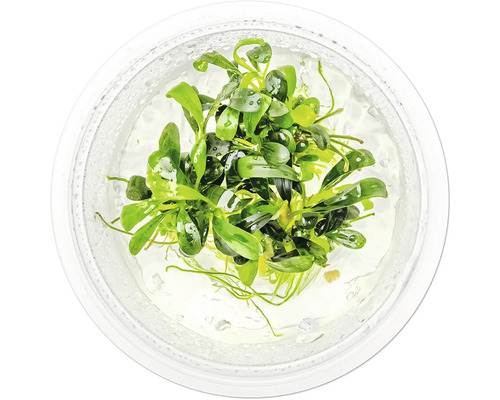 Aquarienpflanze in einem transparenten Behälter